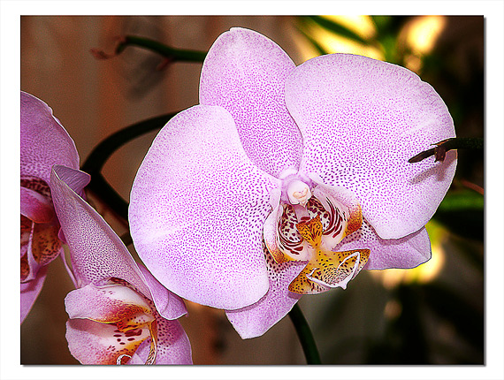 orchides Orchides Phalaenopsis