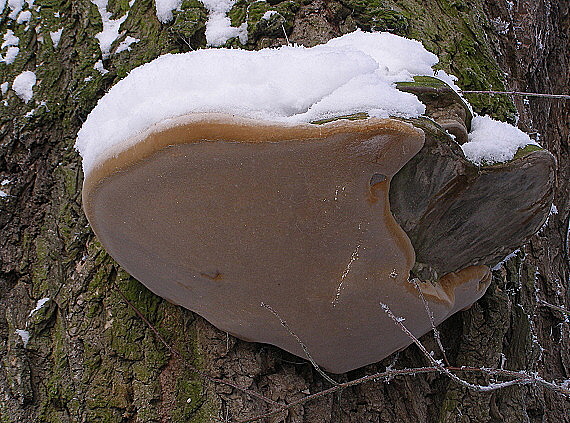ohňovec mohutný- Ohňovec statný  Fomitiporia robusta (P. Karst.) Fiasson & Niemelä