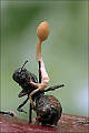 žezlovka mravcová