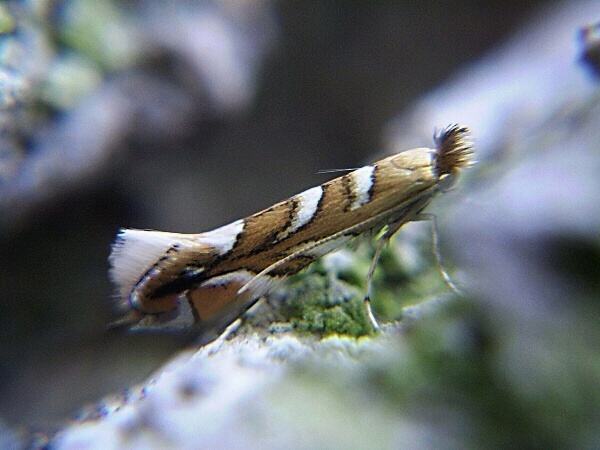 ploskáčik Müllerov Phyllonorycter muelleriella