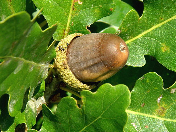 Nahuby sk Fotografia dub letný Quercus robur L