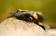 salamandra skvrnita