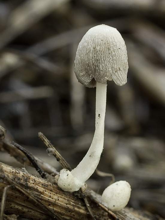 Nahuby sk Fotografia hnojník Coprinopsis phaeospora P Karst P