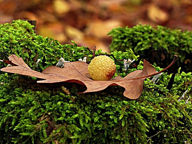 hrčiarka listová-žlabatka listová - duběnka Cynips quercus-folii