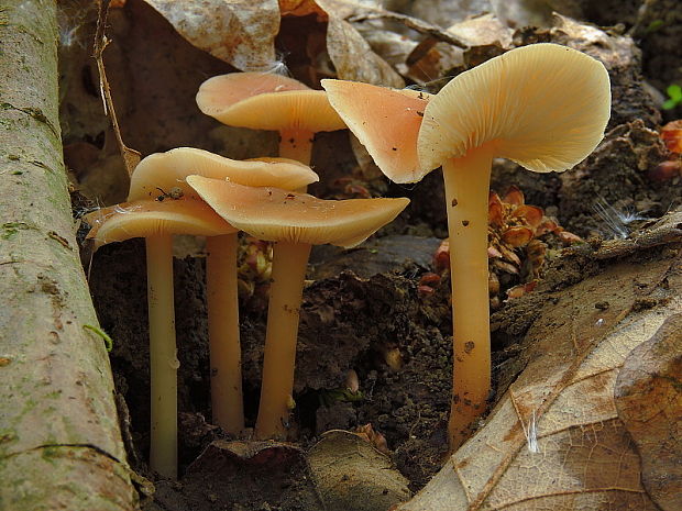 Nahuby sk Fotografia peniazovka dubová Gymnopus dryophilus Bull