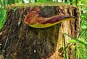 pečeňovec dubový-pstřeň dubový