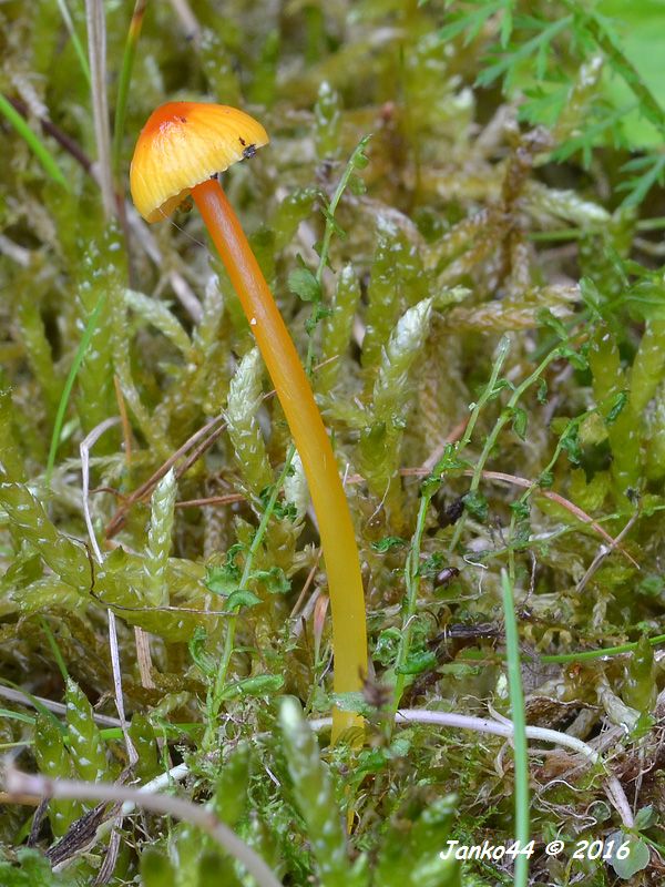 Nahuby sk Fotografia lúčnica blednúca Hygrocybe insipida J E