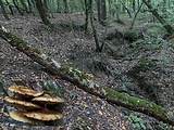 šupinovka zlatozávojová - biotop