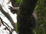 veverica stromová