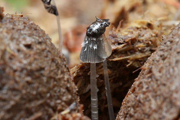 Nahuby sk Fotografia hnojník hviezdičkový Coprinopsis radiata