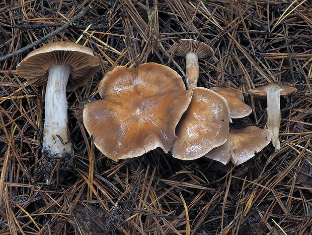 Nahuby Sk Fotografia Pavu Inovec Millaressk Cortinarius