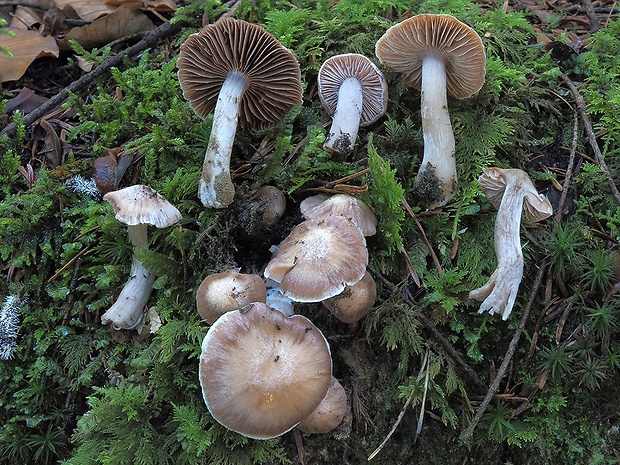 Nahuby Sk Fotografia Pavu Inovec Potvrden Kuehnerov Cortinarius