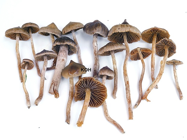 Nahuby sk Fotografia pavučinovec ostručký Cortinarius acutellus