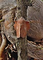 priadkovec jaseňový    /   bourovec zejkovaný