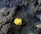 mnohospórovka žltá 