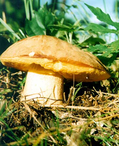 hríb plavý Hemileccinum impolitum (Fr.) Šutara