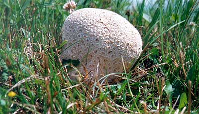 rozpadavec dlabaný Lycoperdon utriforme Bull.