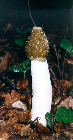 hadovka smradľavá Phallus impudicus L.