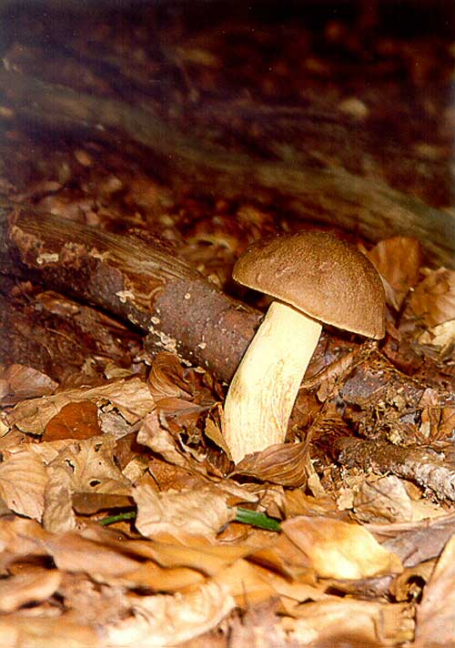 hríb príveskatý Butyriboletus appendiculatus (Schaeff. ex Fr.) Secr.