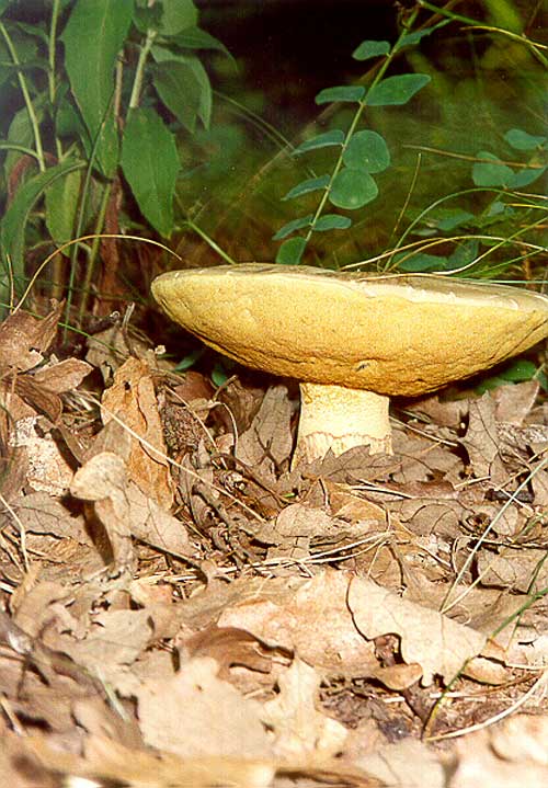 hríb striebristý Butyriboletus fechtneri (Velen.) D. Arora & J.L. Frank