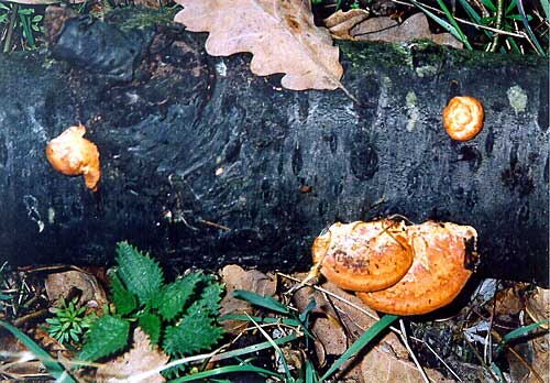 červenica rumelková Pycnoporus cinnabarinus (Jacq.) P. Karst.