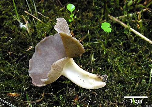 chriapač tmavý Helvella solitaria P. Karst.