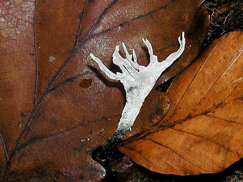 drevnatec parohatý Xylaria hypoxylon (L.) Grev.