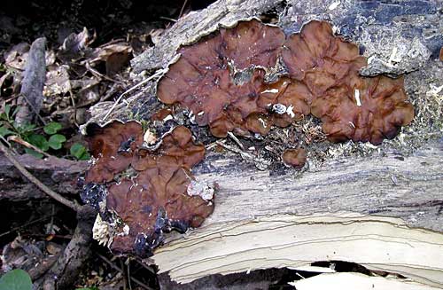 auricularia mesenterica