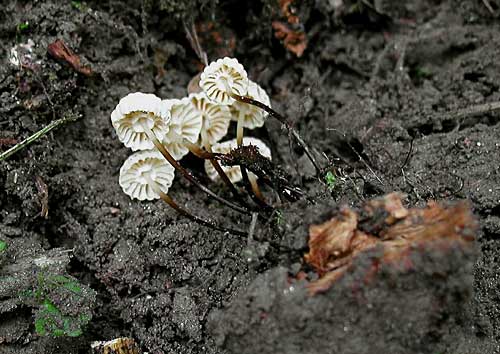 tanečnica golierikovitá