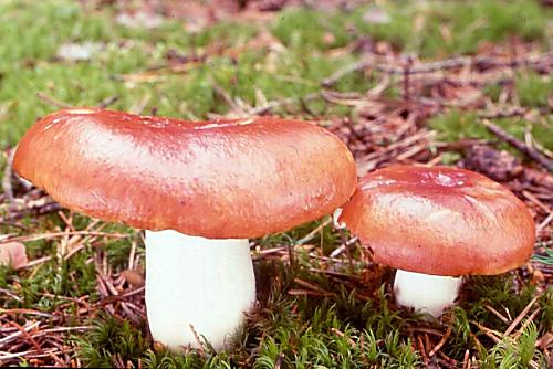 holubinka jahodová - Plávka jahodovočervená Russula paludosa Britzelm.