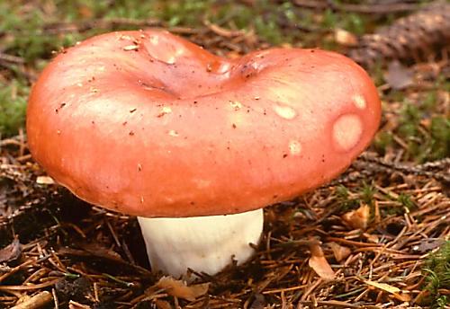 holubinka jahodová - Plávka jahodovočervená Russula paludosa Britzelm.