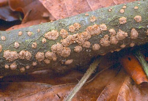 číšovec nahloučený - Padrobnica zvláštná Merismodes anomala (Pers.) Singer