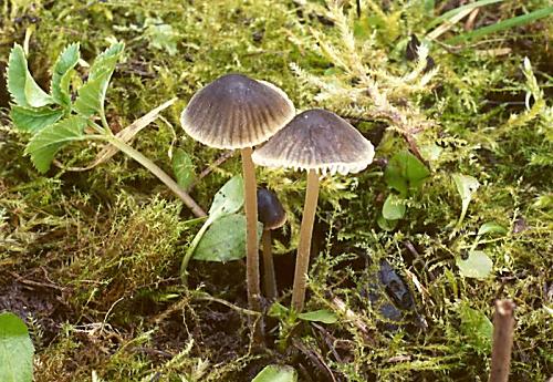 helmovka hnědobřitká Mycena olivaceomarginata (Massee) Massee