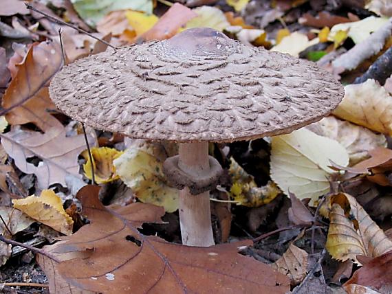 bedľa červenajúca Macrolepiota rhacodes