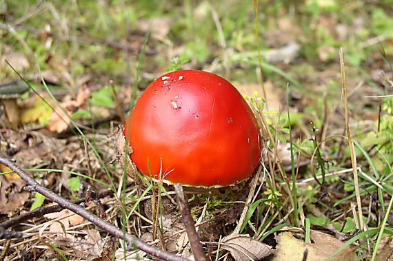 muchotrávka červená Amanita muscaria (L.) Lam.