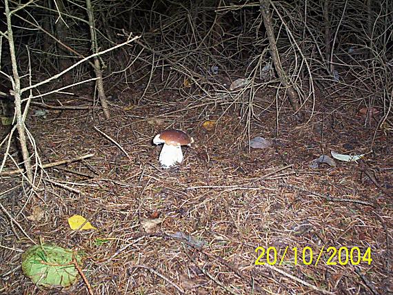 hríb smrekový Boletus edulis Bull.