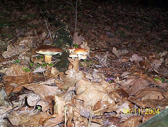 suchohríb hnedý? Xerocomus badius?