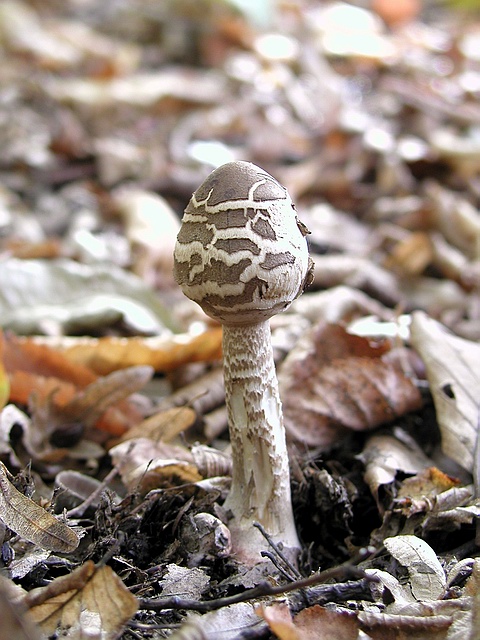 bedľa vysoká/Bedla vysoká Macrolepiota procera (Scop.) Singer