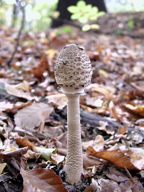 bedľa vysoká/Bedla vysoká Macrolepiota procera (Scop.) Singer