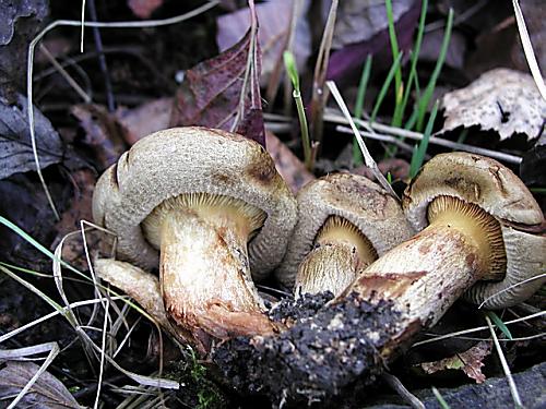 čechračka podvinutá/Čechratka podvinutá Paxillus involutus (Batsch) Fr.