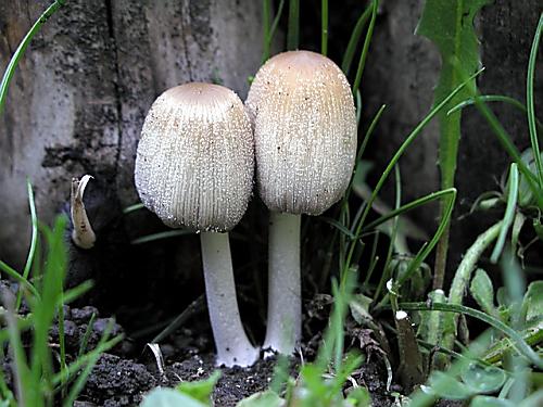 hnojník okrový Coprinellus domesticus (Bolton) Vilgalys, Hopple & Jacq. Johnson