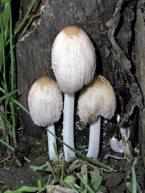 hnojník okrový Coprinellus domesticus (Bolton) Vilgalys, Hopple & Jacq. Johnson