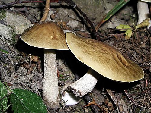 kozák hrabový/Kozák habrový Leccinum pseudoscabrum (Kallenb.) Šutara