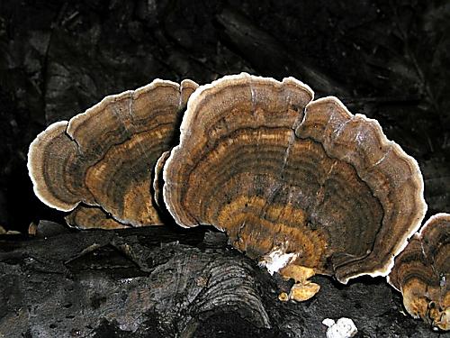 trúdnikovec pestrý/Outkovka pestrá Trametes versicolor (L.) Lloyd