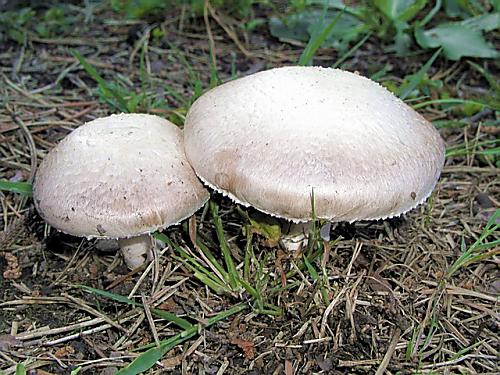 pečiarka dvojvýtrusná/Pečárka dvouvýtrusná Agaricus bisporus (J.E. Lange) Imbach