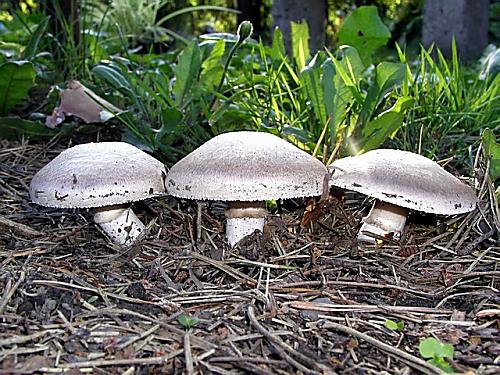 pečiarka dvojvýtrusná/Pečárka dvouvýtrusná Agaricus bisporus (J.E. Lange) Imbach