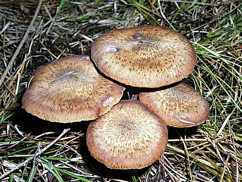 podpňovka tmavá Armillaria ostoyae (Romagn.) Herink