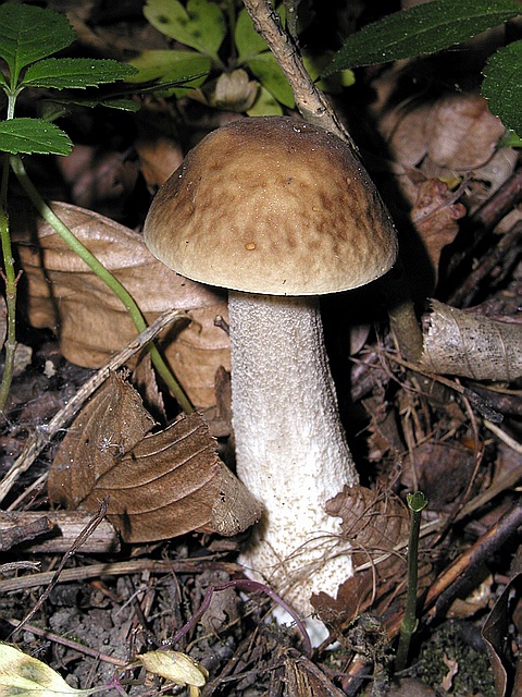 kozák hrabový/Kozák habrový Leccinum pseudoscabrum (Kallenb.) Šutara