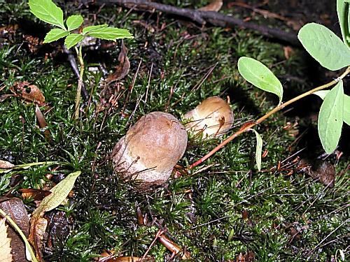 kozák hrabový/Kozák habrový Leccinum pseudoscabrum (Kallenb.) Šutara