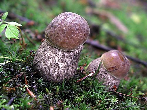 kozák hrabový/Kozák habrový Leccinum pseudoscabrum (Kallenb.) Šutara